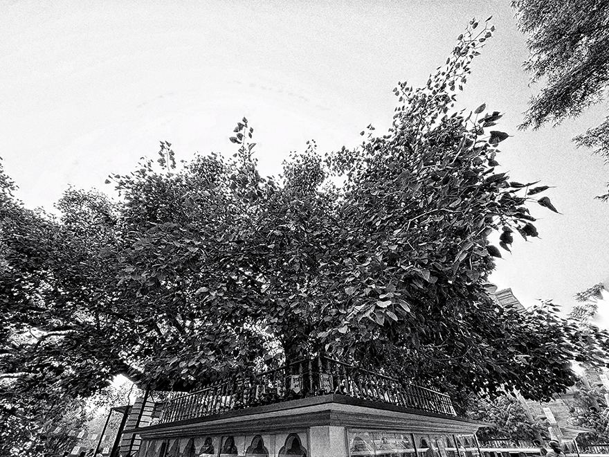 The Bodhi Tree, Sarnath