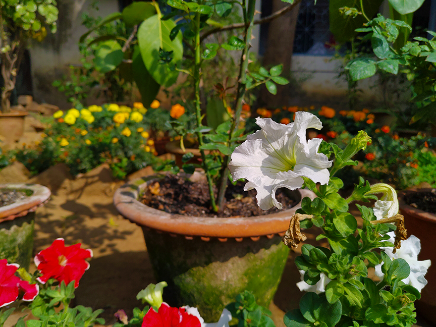 White Petunia