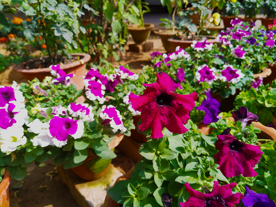 Purple Petunia