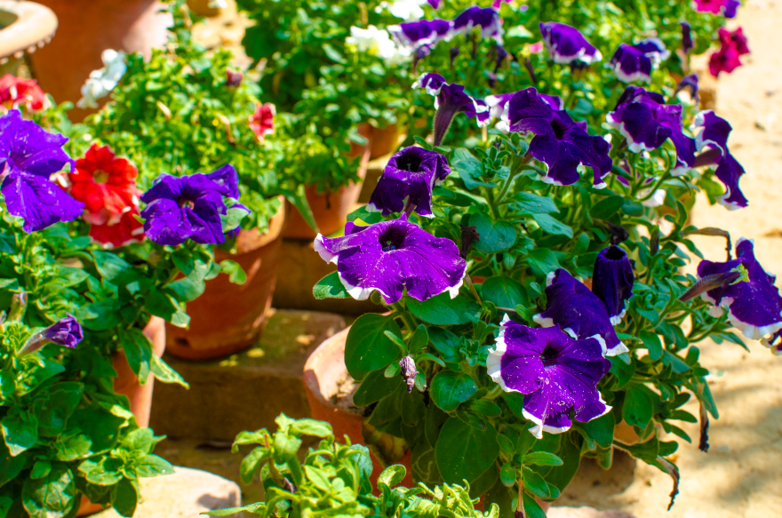 White Petunia