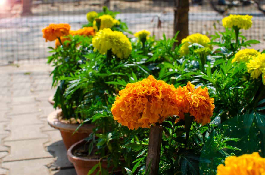 Orange Marigold